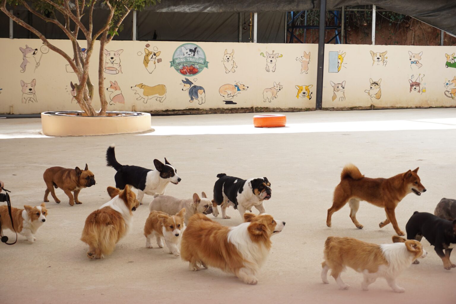 5 Non-Negotiables to Look for in a Dog Daycare
