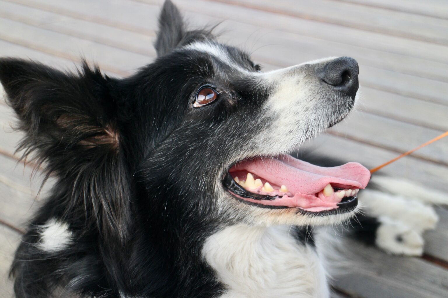 Building an Easier Dental Care Routine for Your Dog